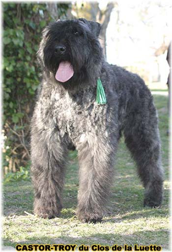 bouvier des flandres du clos de la luette - copyright d&eacute;pos&eacute;